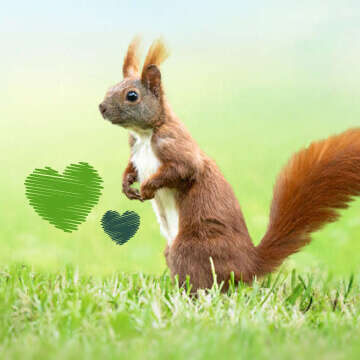 Tierliebe Bubblenavi Wildtiere